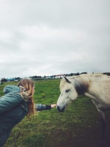 Friendly Icelandic horse Friendly Icelandic horse
