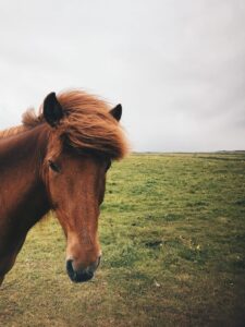 Icelandic horse Icelandic horse