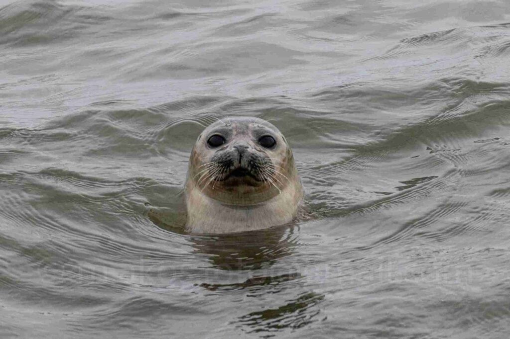 A seal head poking out of the ocean, looking towards the camera.
