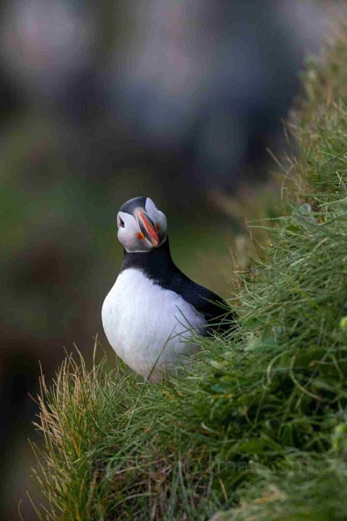 A small puffin standing in grass looking at the camera