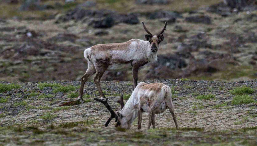 Two reindeers, one looking, the other eating grass.