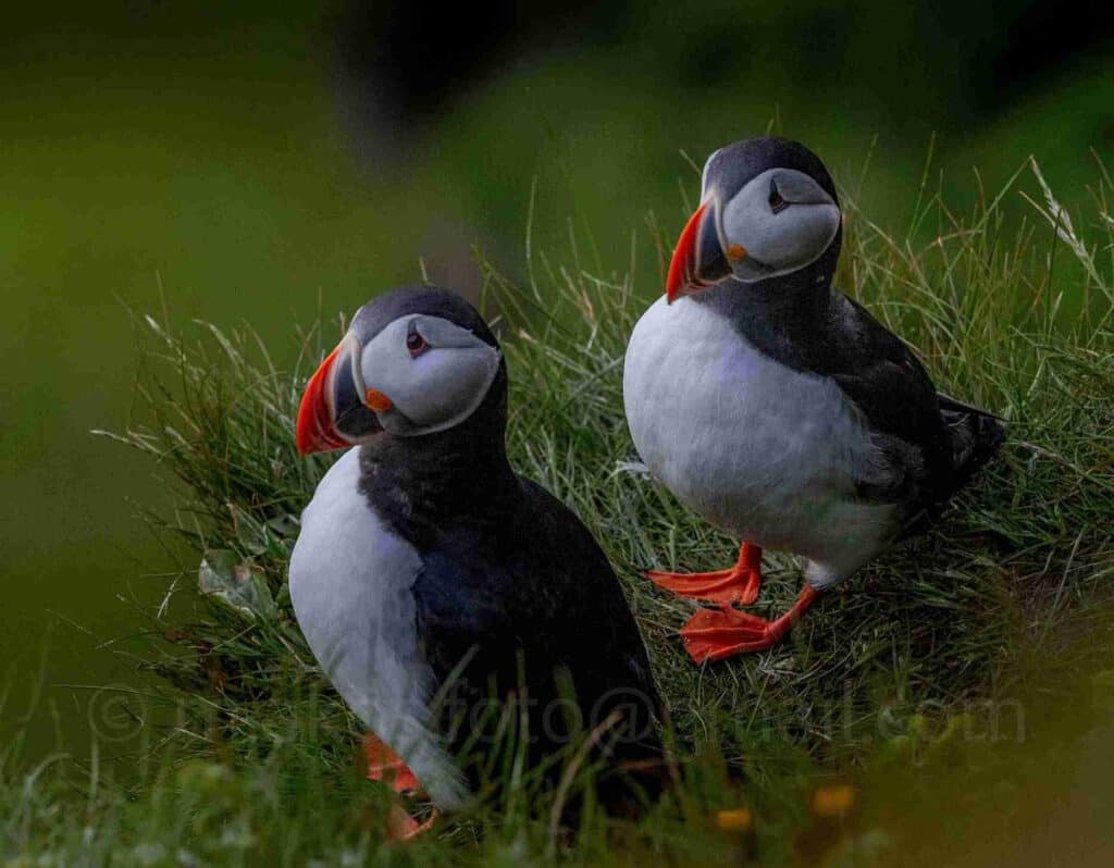 Two puffins standing in the grass looking away