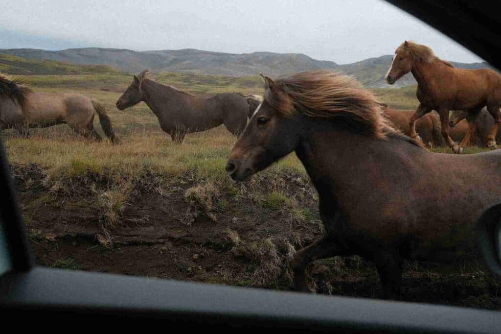 "An SUV Adventure". Horses running in a field next to car, looking out the window