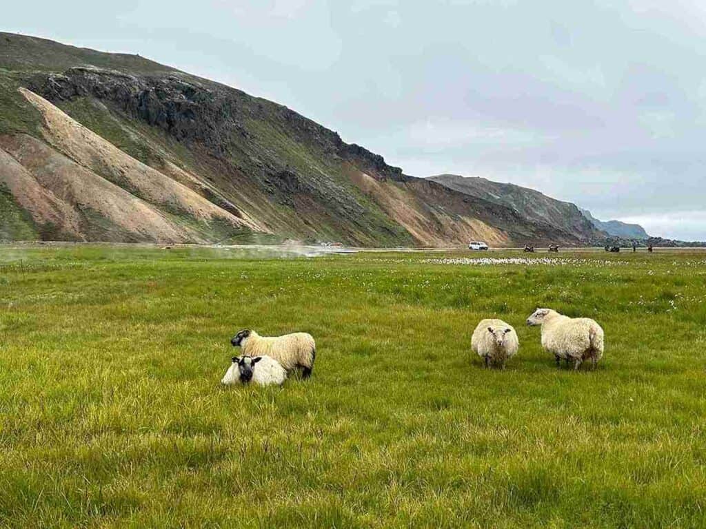 "An SUV Adventure". Sheep gathered on a field