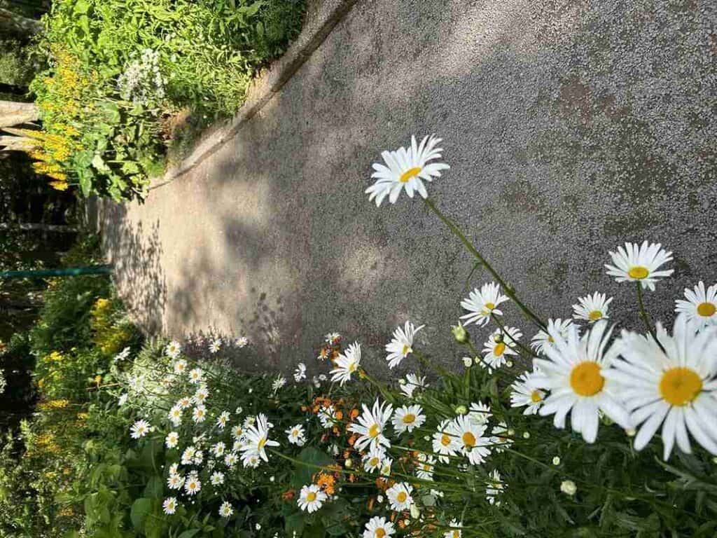 A bunch or white flowers with a yellow middle placed next to a side walk